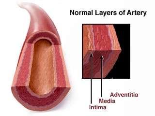 The Normal Heart - Coronary Artery Anatomy Left