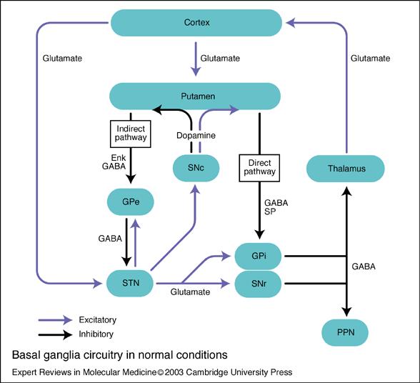Direct pathway Putamen GPi, SNr Reduce output from GPi (GABA) Thalamus disinhibited Allows movement (cortex) Malfunction PD Bradykinesia Indirect