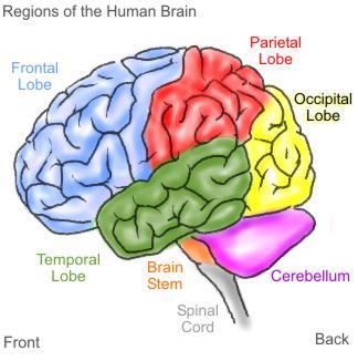 The Brain Structure The brain is a complex structure; different regions of the brain control different functions.