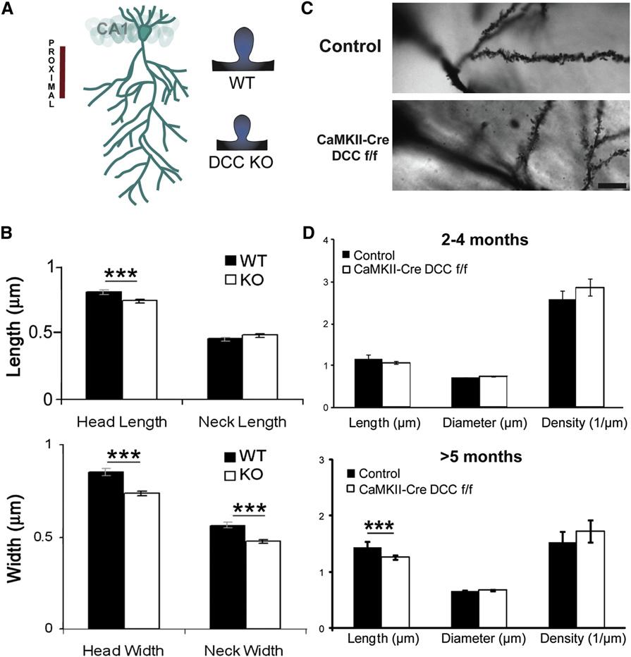 Figure 3. DCC Deficiency Decreases Spine Size (A) Illustration of CA1 pyramidal neuron dendritic branching and spine morphology of DCC-deficient mice.