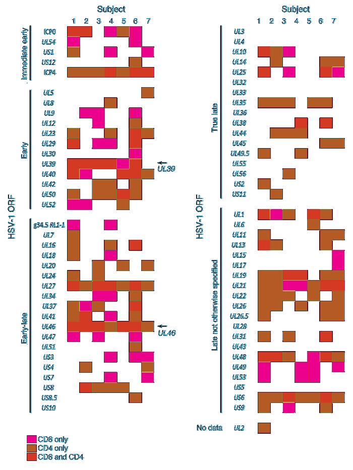 Figure 9 Graphical representation of CD4 and CD8 reactivity to HSV-1 ORFs in PBMCs from 7 HSV-1 infected individuals, indicated in the rows. Each column is an HSV-1 ORF.