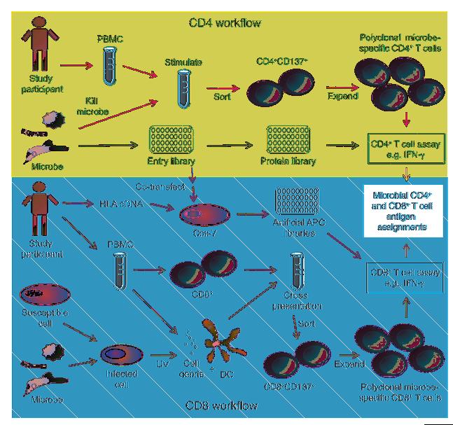 Figure 11 Schematic overview of the high-throughput T cell antigen discovery pathway. See text for details.