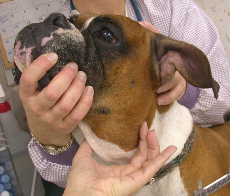 Photo showing enlargement of the left submandibular lymph node in a Boxer dog. Photo courtesy of www.dogsaholic.com Lymph Nodes Why do they become enlarged?