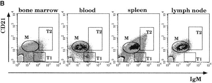 1 A) can be distinguished from IgM dull IgD immature B cells and from IgM dull IgD bright mature B cells (Fig. 1 A, indicated by M; prototypic mature B cells are lymph node B cells).