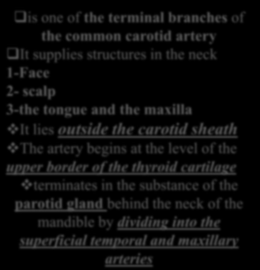 External Carotid Artery is one of the terminal branches of the common carotid artery It supplies structures in the neck 1-Face 2- scalp 3-the
