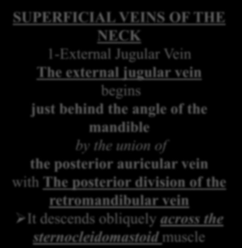 SUPERFICIAL VEINS OF THE NECK 1-External Jugular Vein The external jugular vein begins just