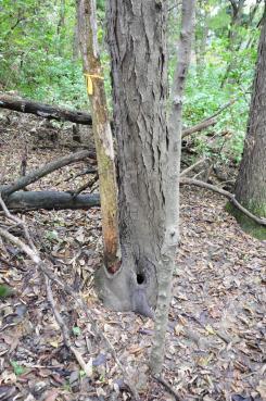 Natural tree holes: