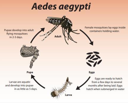 Mosquito Life Cycle Arbovirus