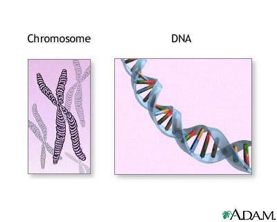 Genetics Chromosomes: threadlike structures made of DNA