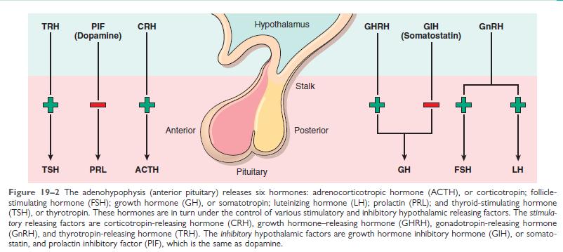bodies in the supraoptic andparaventricular nuclei of the hypothalamus) - Oxytocin, antidiuretic hormone (ADH) /vasopressin Oxytocin >> cause the contraction of smooth muscle in pregnant uterus and