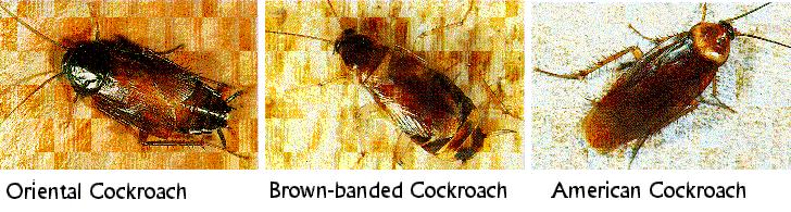 Reducing Exposure to Cockroaches Remove as many