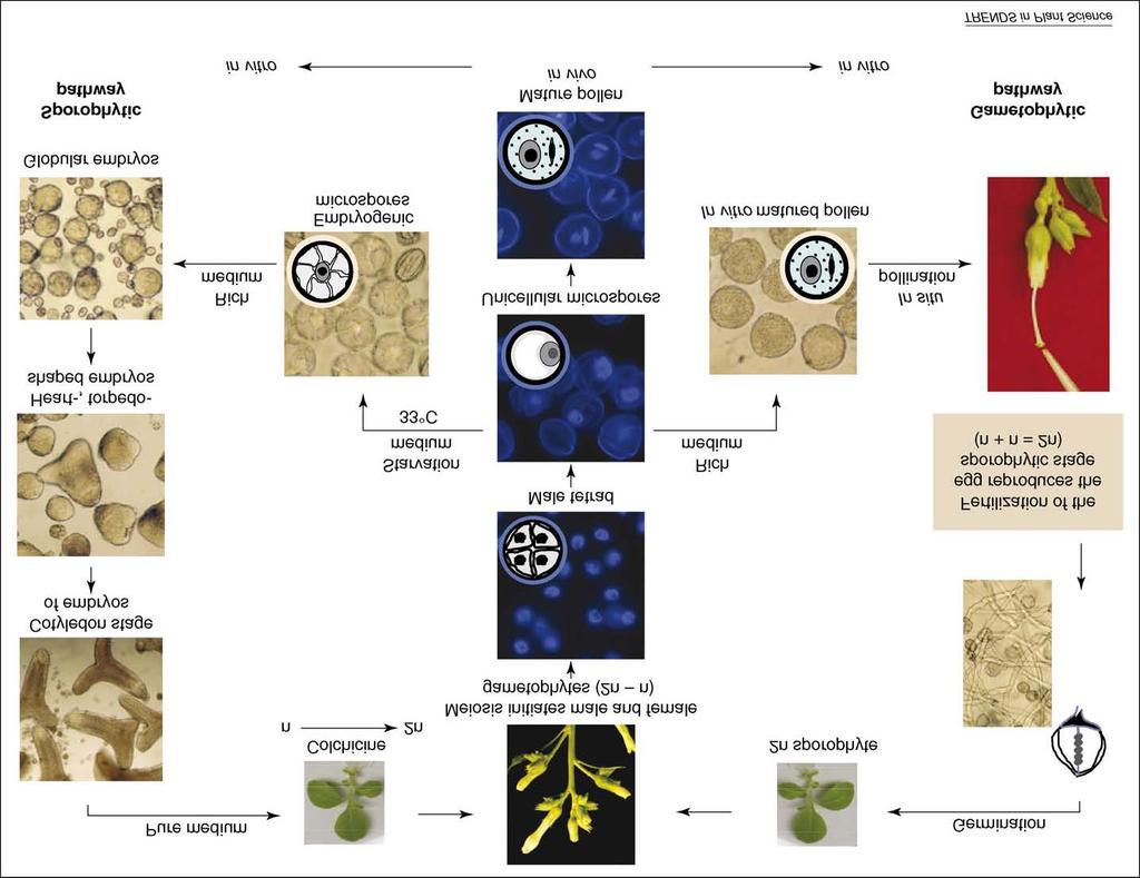 Figure: Developmental pathways of tobacco microspores in vivo and in vitro. Tobacco microspores develop in vivo into mature bi-cellular pollen (middle of the panel).