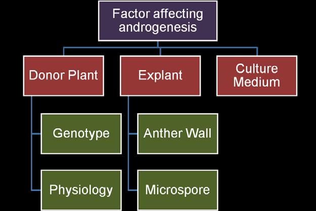 Figure: Different factors that affect androgenesis Developed by: Author 2) Anther wall has been shown to be important for development of somatic embryos from pollen.