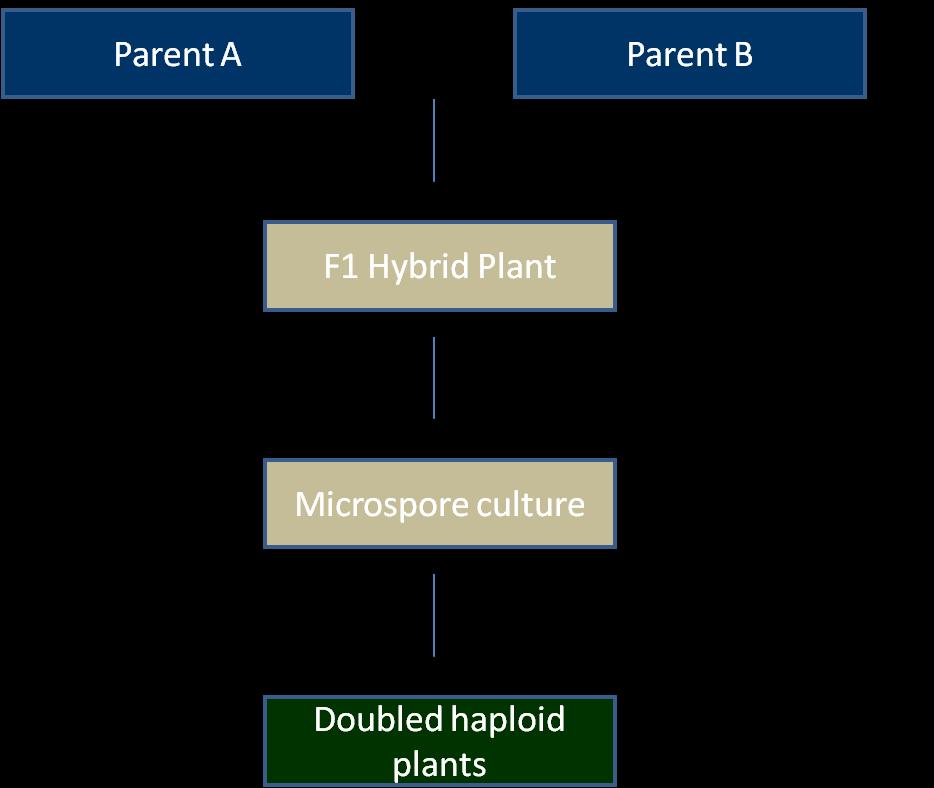 Figure: Steps in production of F1 doubled haploid plants.