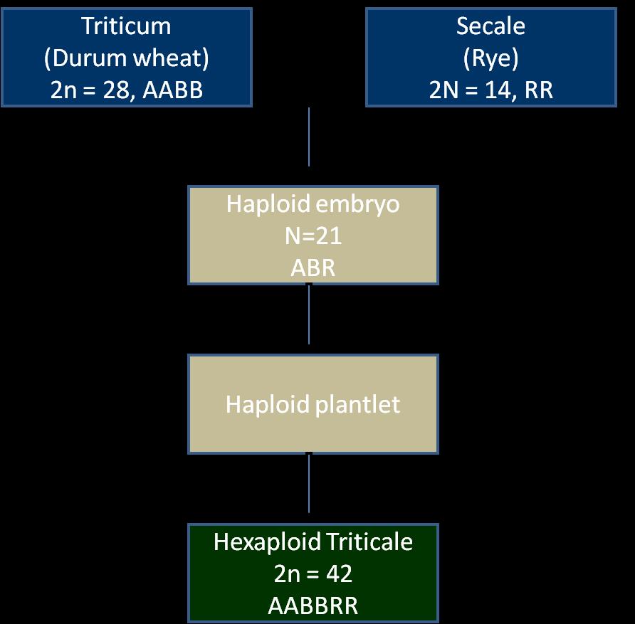 Figure: Overview of development of the hybrid crop Triticale using embryo rescue.