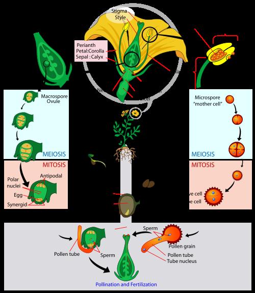 Figure: Life cycle of angiosperms showing alternation of generations.