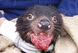 Case Study: Tasmanian Devil Devil Facial Tumor Disease Transmissible, parasitic