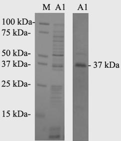 Left, SDS-PAGE; right, Western blot.