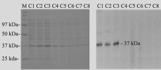 1000, C6 1200, C7 1400 and C8 1600]; D, formalin with heat (D1 0.