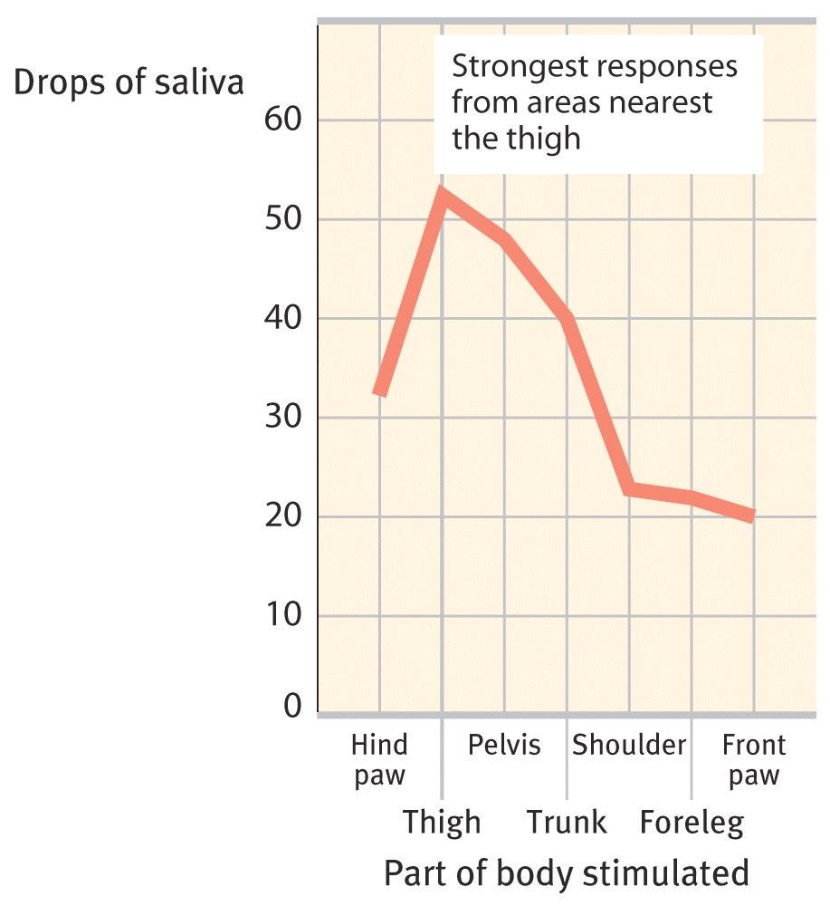 Stimulus Generalization Tendency to respond to stimuli similar to the CS is called generalization. Pavlov conditioned the dog s salivation (CR) by using miniature vibrators (CS) on the thigh.