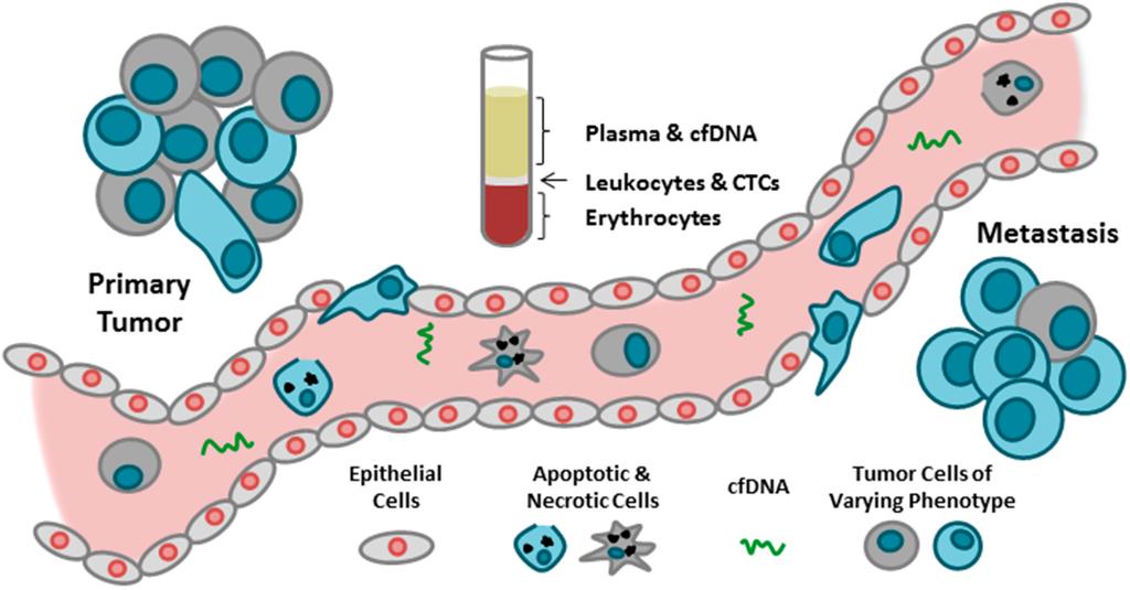 COMPARISON OF CTCs VERSUS cfdna CTCs and cfdna have been demonstrated to