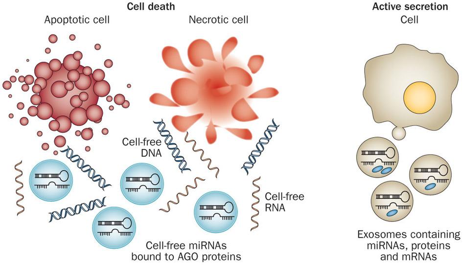 POTENTIAL ROLE OF mirnas IN DIAGNOSIS, PROGNOSIS AND ASSESSING RESPONSE mirnas are released from cells into blood, which then circulate in various