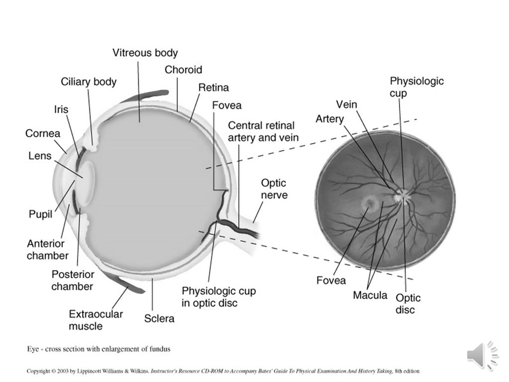 Structures Internal Optic disc Physiological