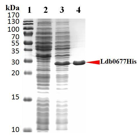 SDS-PAGE analysis of the purified Ldb0677His and specific binding of Ldb0677 His to the predicted binding sites upstream LBU_1764 and