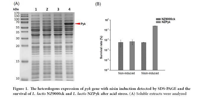 Functional role of pyruvate kinase from Lactobacillus bulgaricus in acid tolerance and identification of its transcription factor by