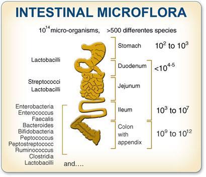 LAB are members of the gut microbiota Gut microbiota Over 100 trillion microbial cells Influence human physiology, metabolism, and immune function Effects of LAB on gut microbiota homeostasis LAB are