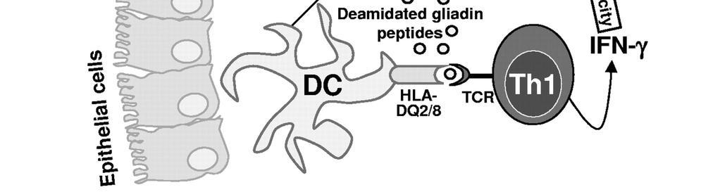 transglutaminase (ttg) deamidated gluten peptides.