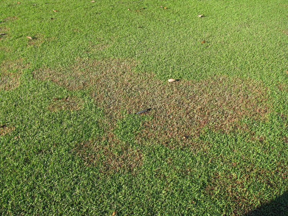Yellow patch: Yellow patch is what I would normally expect to be hearing about this time of year, and there have been a few reports mentioned of it.