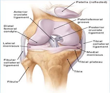 Anterior Cruciate ligament Arises from the anterior aspect of the intercondylar area of the tibia Extends superior and posterior to medial side of the lateral condyle of the femur Prevents anterior
