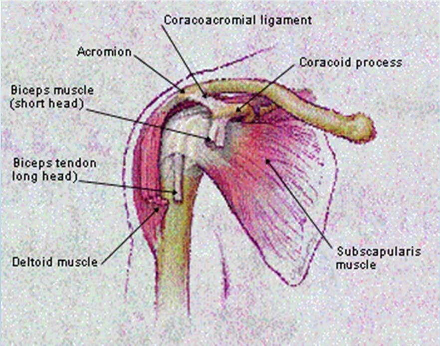 Inspection of the Shoulder A C Joint elevation or swelling Clavicle head Deltoid