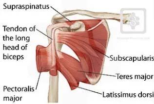 Causes of Anterior Shoulder