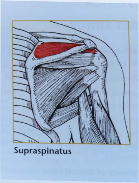 Counterstrain for the shoulder Supraspinatus Long