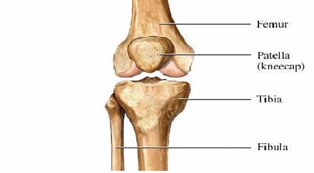 Anatomic Knee Landmarks Bone femur, tibia, head of the fibula and patella.