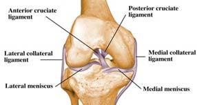 Knee Ligament Landmarks Collateral ligaments (1) Lateral collateral ligament (2)