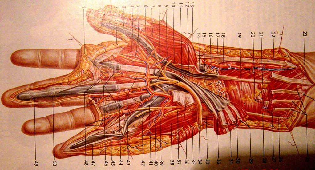 5. The 8 tendons of the flexor digitoru superficialis and profundus. 6.