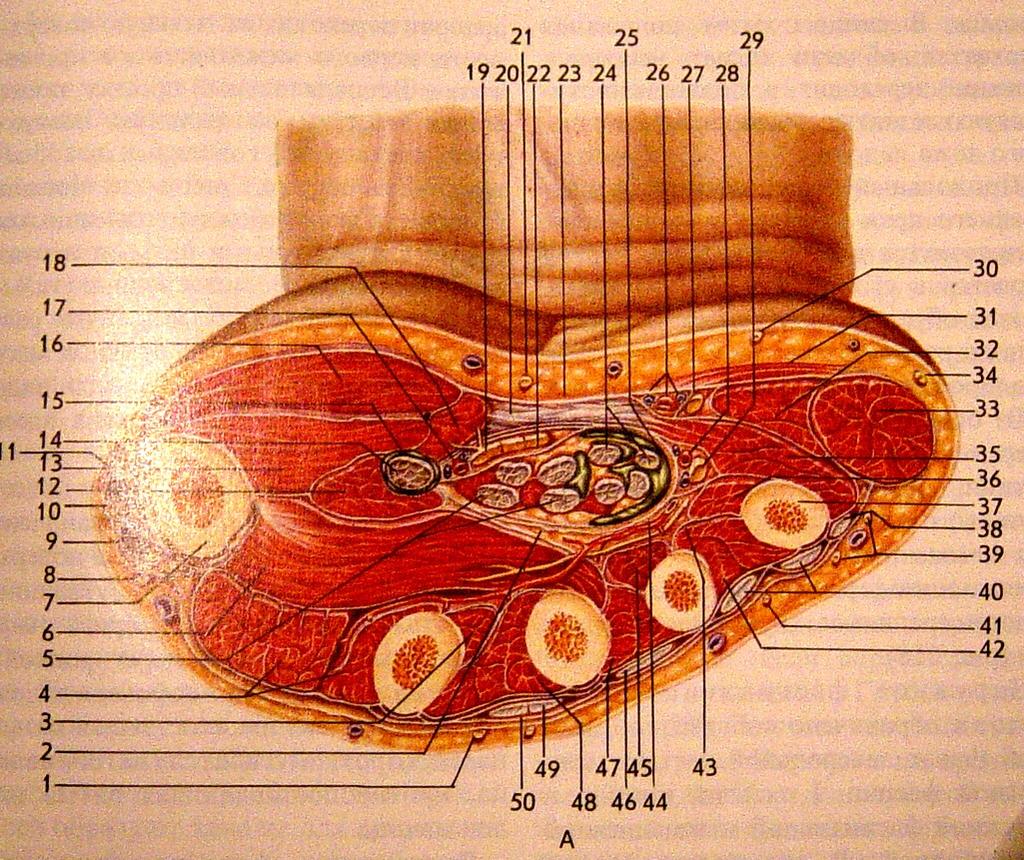 Transverse sections through the middle of