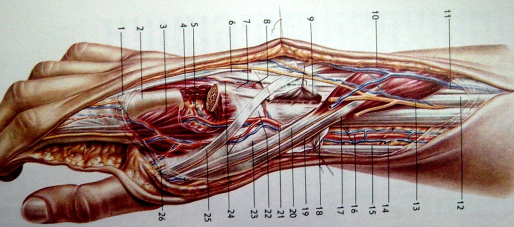 Anatomic al snuff