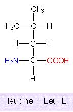 amino acid 4