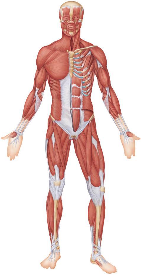 Major Skeletal Muscles: Anterior View The 48 superficial muscles and the diaphragm here are divided into 11 regional areas of the body (definitely know all of these + thenar, hypothenar and extrinsic