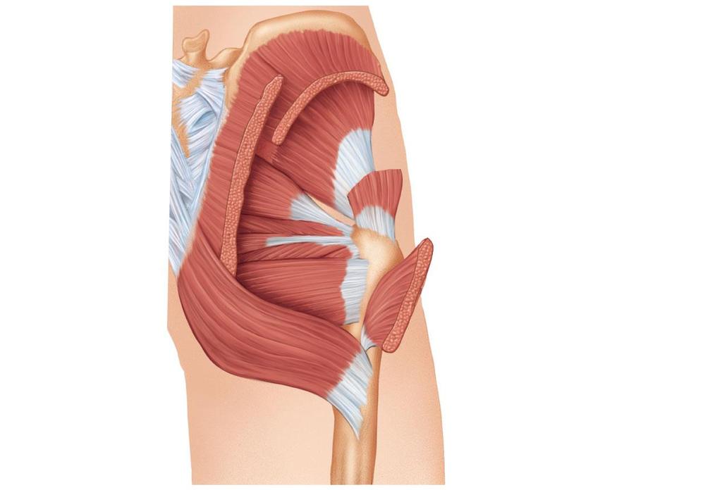 Movements of the Thigh at the Hip: Lateral Rotation Superior gemellus