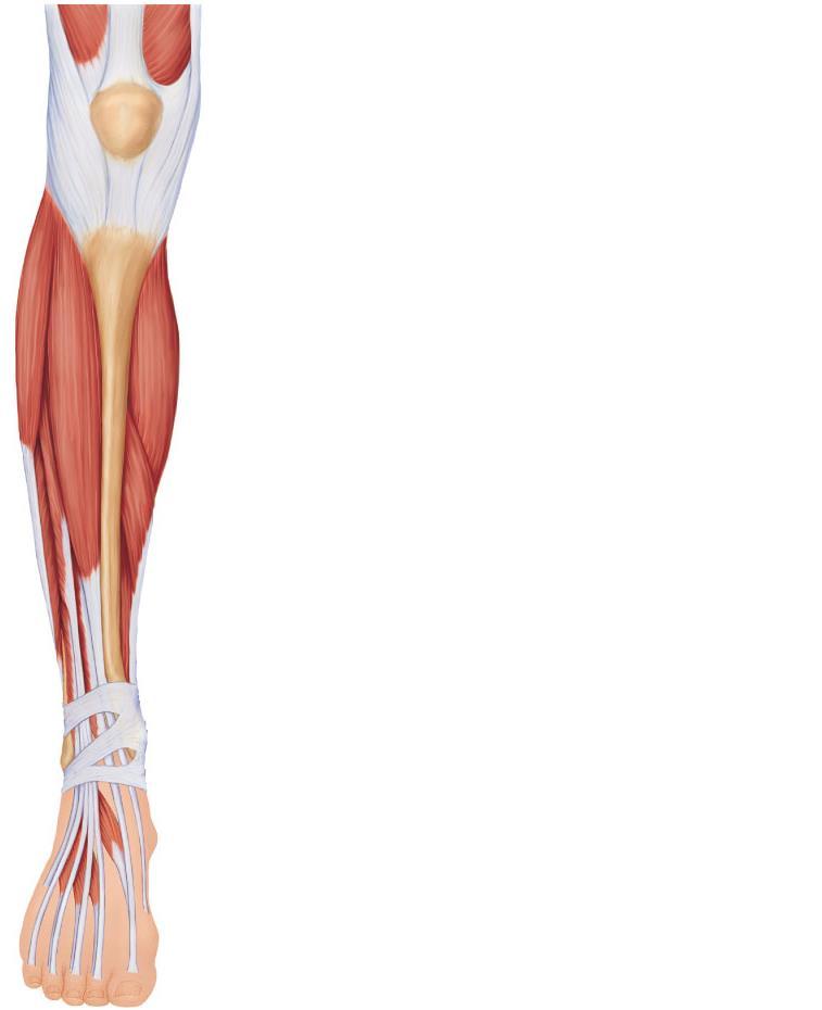 Muscles of the Anterior Compartment These muscles are the primary toe extensors and ankle dorsiflexors They include the tibialis anterior, extensor digitorum