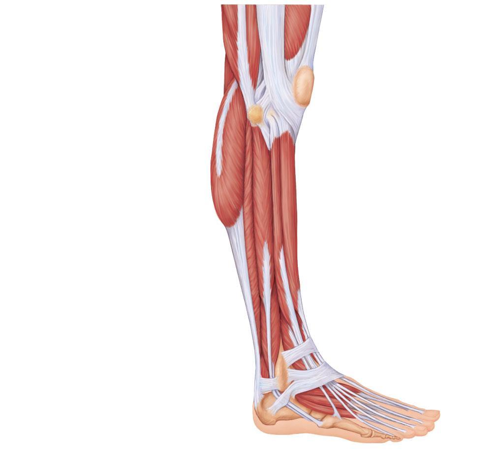 Muscles of the Lateral Compartment These muscles plantar flex and evert the foot They