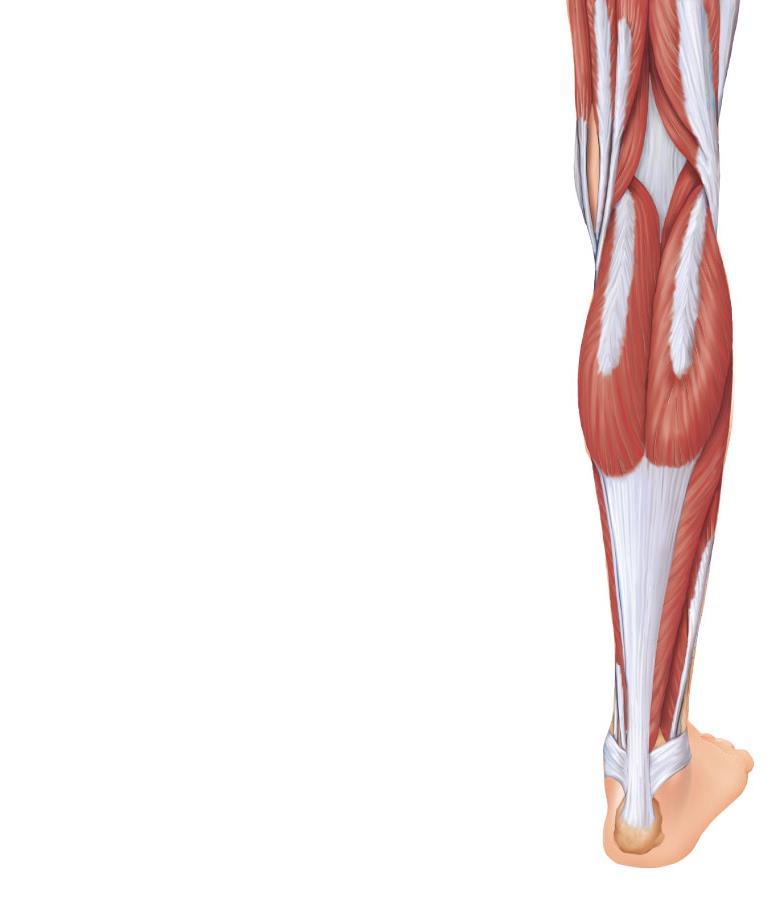 Muscles of the Posterior Compartment These muscles primarily flex the foot and the toes They include the gastrocnemius, soleus, tibialis posterior,
