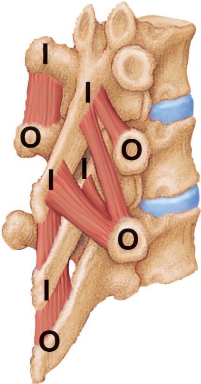 Trunk Movements: Short Muscles Four short muscles extend from one vertebra to another These muscles are synergists in extension and