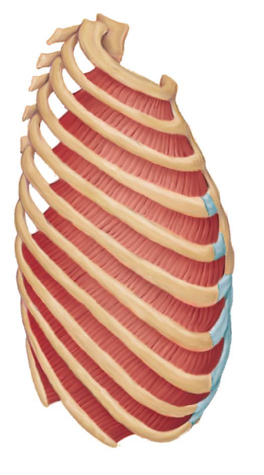 Muscles of Respiration - Intercostals Internal intercostals