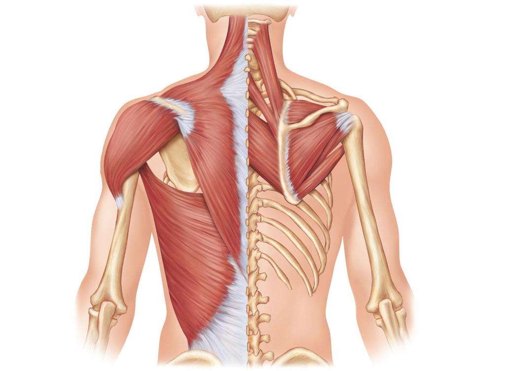 Extrinsic Shoulder Muscles Levator scapulae Trapezius Deltoid Rhomboid minor Rhomboid major